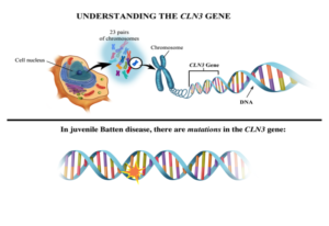 CLN3 Gene - Beyond Batten Disease Foundation