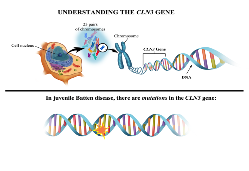 a description of the three genetic disorders a description of the three genetic disorders